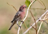 House Finch