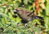 Immature Red-winged Blackbird