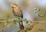 Red-winged Blackbird