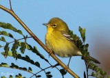 Pine Warbler