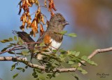 Eastern Towhee - Female