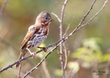 Fox Sparrow