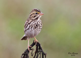 Savannah Sparrow