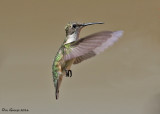 Ruby-throated Hummingbird