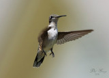 Ruby-throated Hummingbird