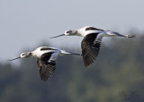 American Avocets