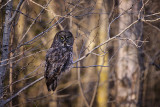 Great Grey Owl 2.jpg