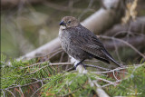 Brown-headed Cowbird - Female.jpg