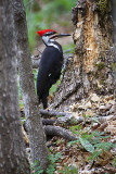 Pileated Woodpecker.jpg