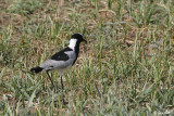 Blacksmith Plover.jpg