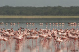 Lesser Flamingo.jpg