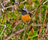 Daurian Redstart