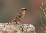 Brown Accentor