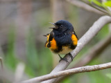 American Redstart