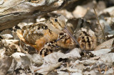 American Woodcock