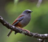 Maroon-backed Accentor