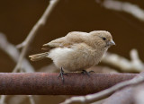 Pale Rosefinch