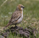 Rufous-necked Snowfinch