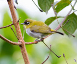 Black-fronted White-eye