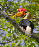 INDONESIA: Birds