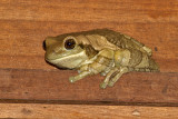 Common Milk Frog or Veined Tree Frog 