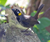 White-eared Ground-Sparrow