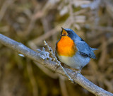 Flame-throated Warbler