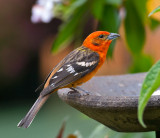 Flame-colored Tanager