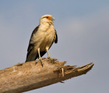 Yellow-headed Caracara