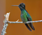 Magnificent Hummingbird