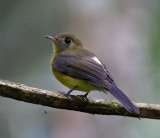 Sulphur-rumped Flycatcher