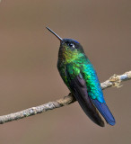 Fiery-throated Hummingbird
