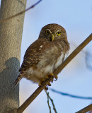 Feruginous Pygmy-Owl