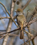 Nutting's Flycatcher