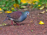 Buff-fronted Quail-Dove