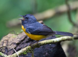 Slate-throated Redstart