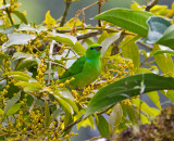 Golden-browed Chlorophonia