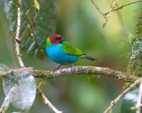 Bay-headed Tanager