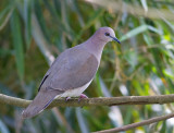 White-tipped Dove