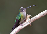 Magnificent Hummingbird