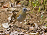 Black-billed Nightingale-Thrush