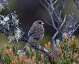 Volcano Junco