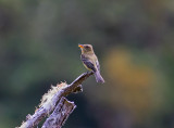 Ochraceous Pewee