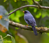 Black-faced Solitaire