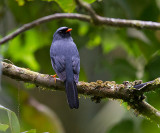 Black-faced Solitaire