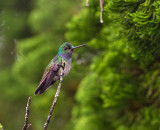 Charming Hummingbird