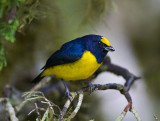 Spot-crowned Euphonia