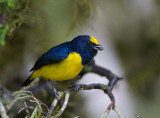 Spot-crowned Euphonia