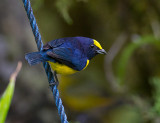 Spot-crowned Euphonia