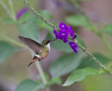 White-crested Coquette